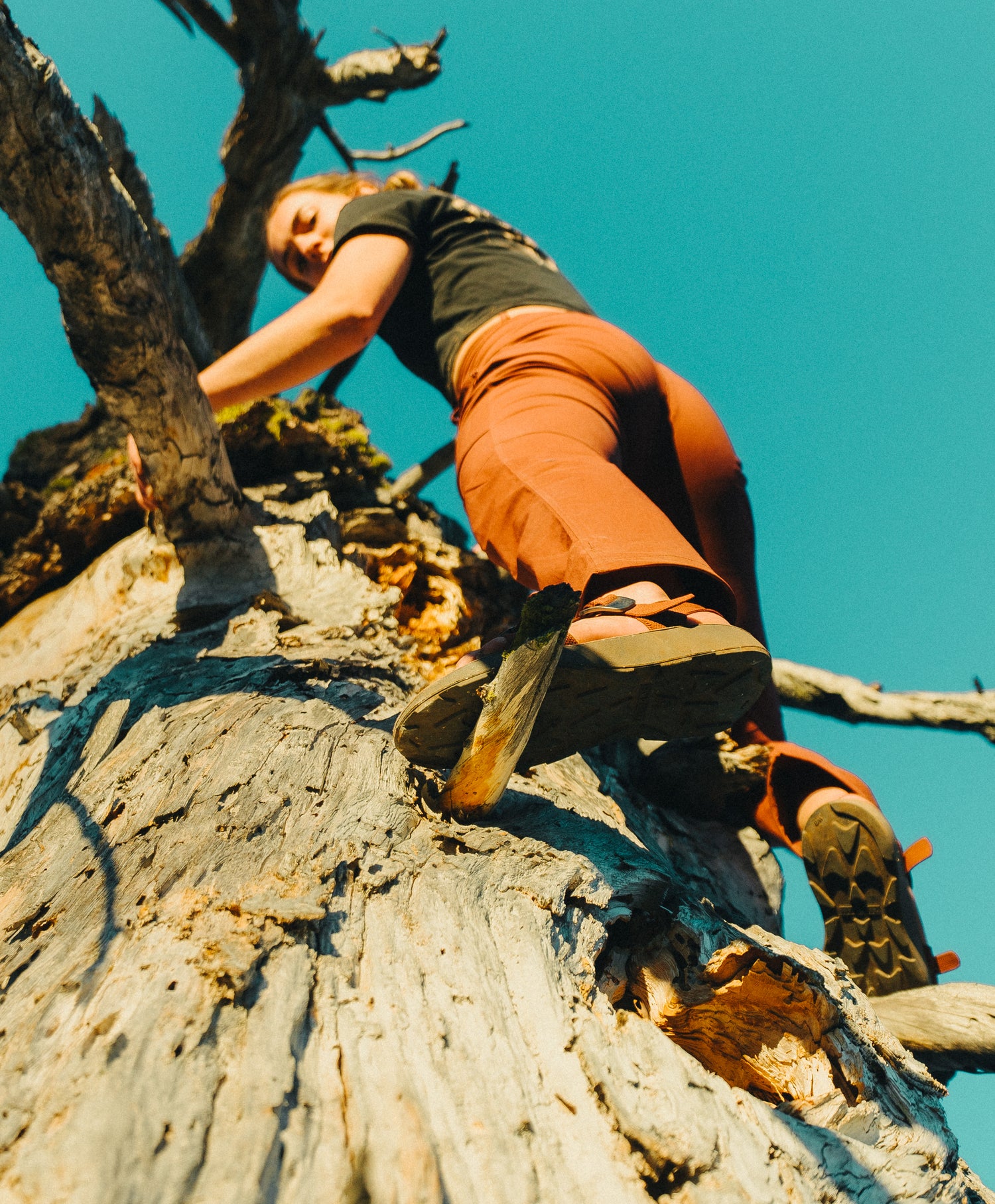 Person climbing a tree against a blue sky.